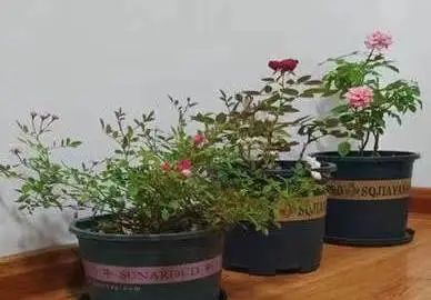 1753425458131780.jpg 微信圖片_20250725143413.jpg